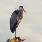 Great Blue Heron